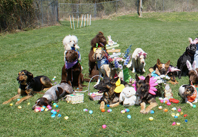 Drill team dogs rest after hunting treat-filled plastic eggs