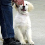Puppy sits and watches handler's hands