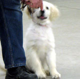 Puppy sits and watches handler's hands