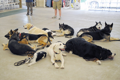 Dogs on a down/stay as part of therapy practice