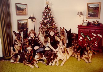 German Shepherds pose for Christmas picture