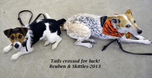 Reuben & Skittles with crossed tails