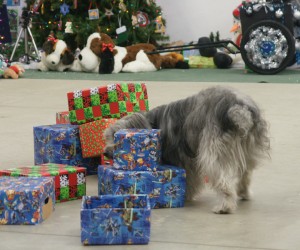 An impressive demonstration of snooping among the Christmas presents