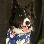Border Collie with snowman scarf