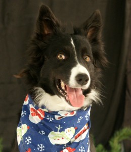 Border Collie with snowman scarf