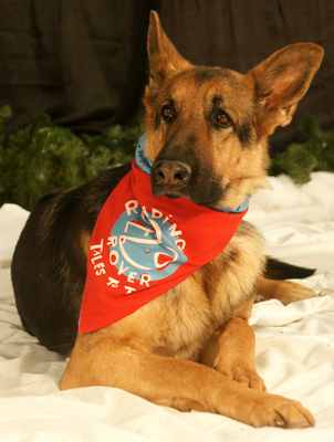 German Shepherd Dog, Scotia, with her Reading to Rover scarf