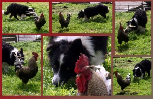 It appeared to us as a game in which the rooster and dog both took pleasure.  Moss, Senior, and the family rooster in the front yard of their farm home with Sheena Kerr in Dalguise, Scotland
