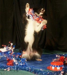 Border Collie in Red, White, Blue costume