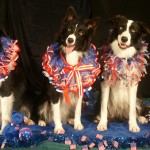 Border Collies wear USA colors to mark July 4th holiday