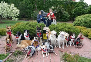 The group picture in the Jim the Wonder Dog park in Marshall, Mo. The dogs performed their to-music drills as part of a day-long canine celebration in Marshall, May 17. 