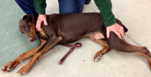 With the dog at rest on its side, you can conduct a physical exam.