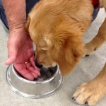 Reduce the dog's possessiveness at the dog bowl