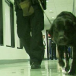 Growing role for therapy dogs at airports
