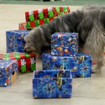 The dog's assignment -- find his toy  in one of the wrapped packages.