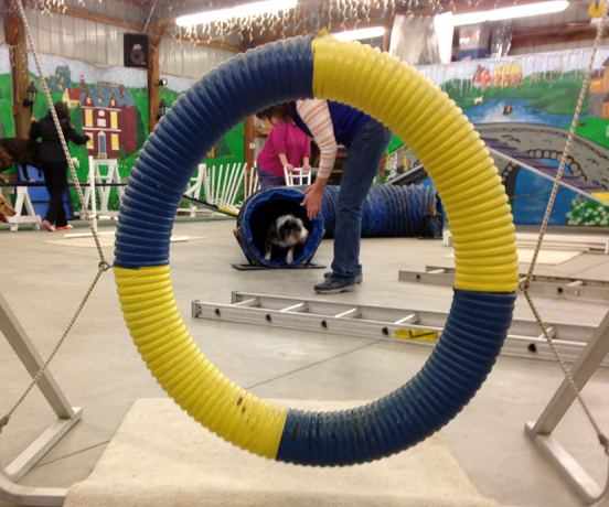 View of dog agility class through tire jump