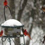 Cardinals at the feeder