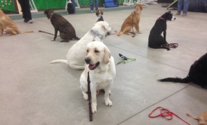 Dogs on a long sit exercise