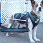 AKC's carting recognition program