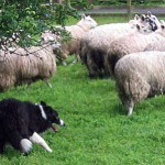 The fathe of our Border Collies showed off his herding abiliy rounding up sheep and bringing them to us in a far end of a pasture