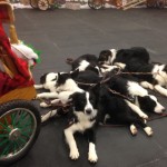The Border Collie puppies take a wee break during wagon practice.