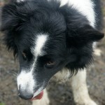 The father of our Border Collies