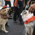 Dogs in holiday costumes