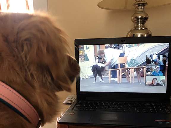 Dog watching computer screen during online dog training