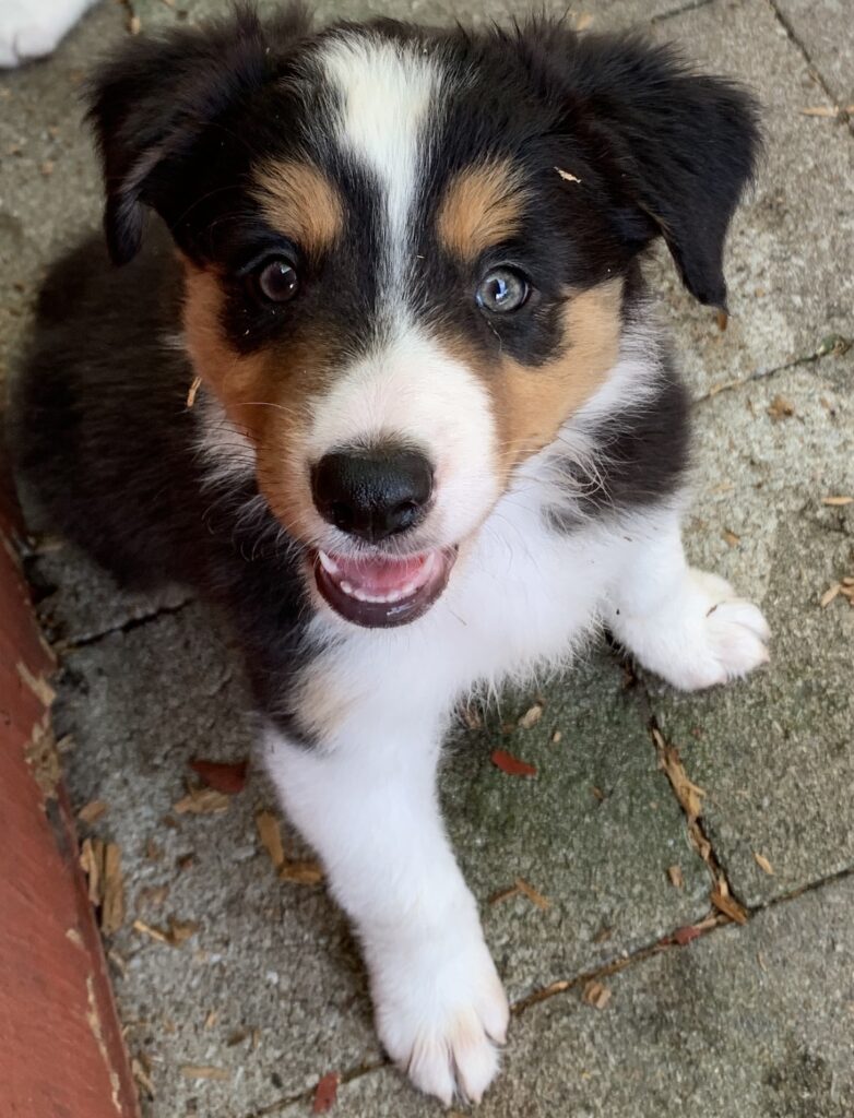 Border Collie puppy looks at camera