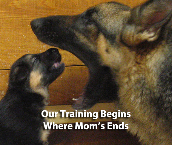 Puppy looks into open mouth of mother dog
