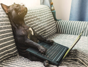 Dog rests on sofa with computer open on dog's rear legs