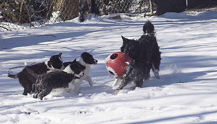 Mother Border Collie plays keep away with her puppies in the snow