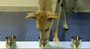 University of Helsinki research dog sniffs samples in test to identify corona virus