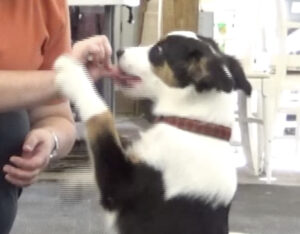 Puppy Learning to hug the hander's arm