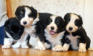 Four Border Collies puppies on a table