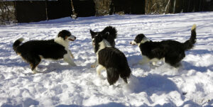 4 Border Collie puppies playing in snow