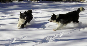 2 Border Collie puppies playing in snow