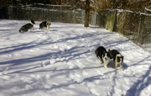 4 Border Collie puppies playing in snow