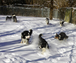 7 Border Collie playing in snow