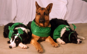 Two Border Collies and German Shepherd pose with St Patrick Day costumes