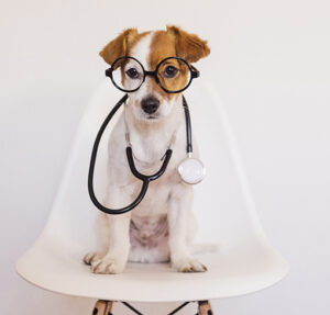 Puppy Sits on Chair with glasses and stethoscope around its neck