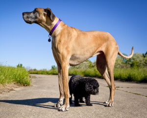 Little black dog standing under great Dane with blue sky (Adobe Stock Photo_