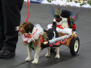 Jack Russell terrier pull small wagon