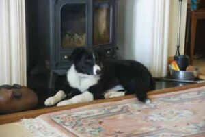 Border Collie puppy lies in front of fire place
