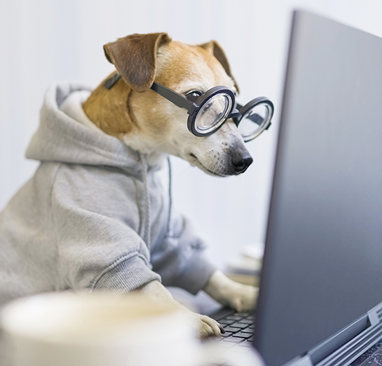 Dog in costume sit at computer