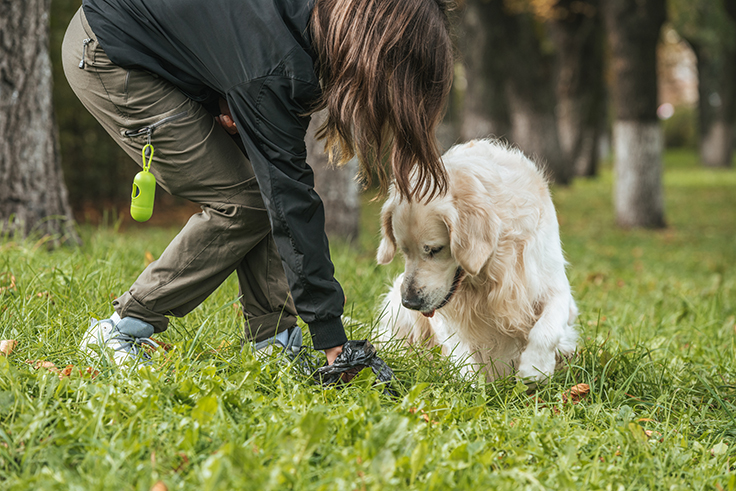 Train Your Dog To Poop On A Leash