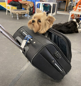 Small Dog peaks head out of suitcase being pulled