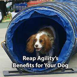 King Charles Cavalier dog emerges from agility tunnel