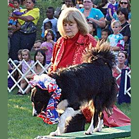 Woman shown guiding her Border Collie in trick demonstration at public performanace