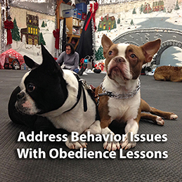 Obedience Intro-SQ