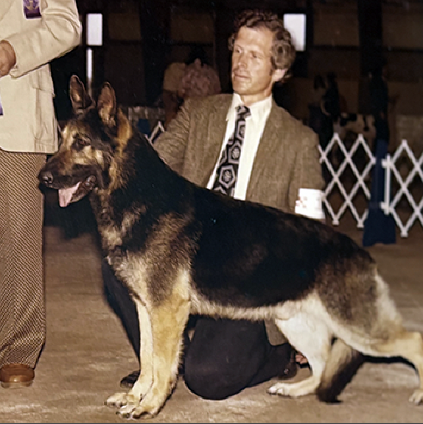 Man sets German Shepherd Dog in victory pose